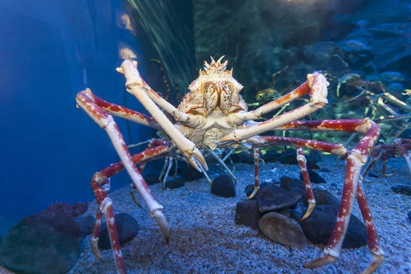 Granchio grande nella vasca dell'acquario — Foto Stock