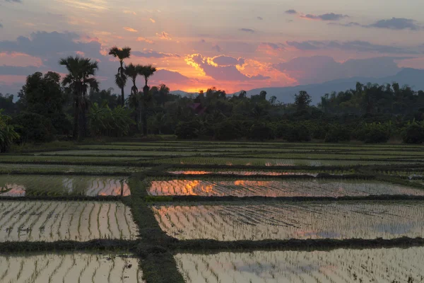 Sonnenuntergang auf einem Reisfeld — Stockfoto