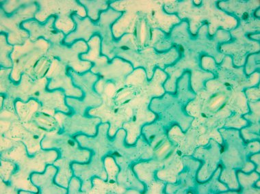 Bu bakla yaprağının mikroskobik bir fotoğrafı. Stomata 'yı vurguluyor. 400x büyüt