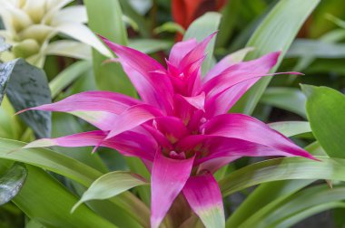 Çiçekli bitki Guzmania, botanik aile ananasgiller