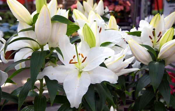 Blooming fragrant white flowers oriental Lily After Eight