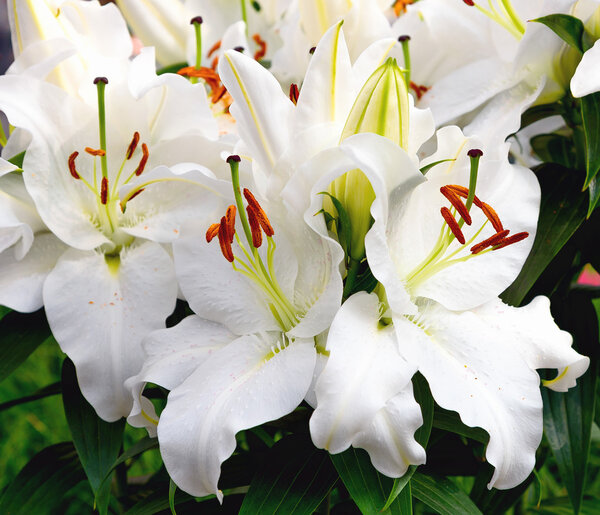 Blooming white flowers oriental Lily After Eight. Close-up