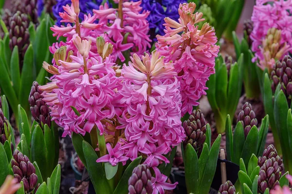 Kvetoucí hyacint Tricolor. Rodinné Chřestovité — Stock fotografie