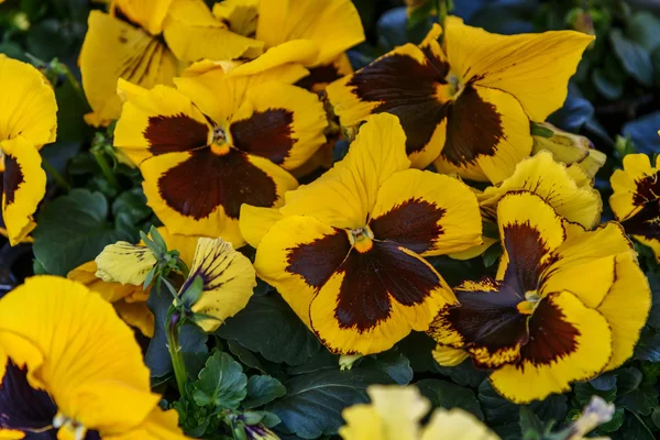 Pianta a fiori grandi Garden Pansy. Petali gialli violacei — Foto Stock