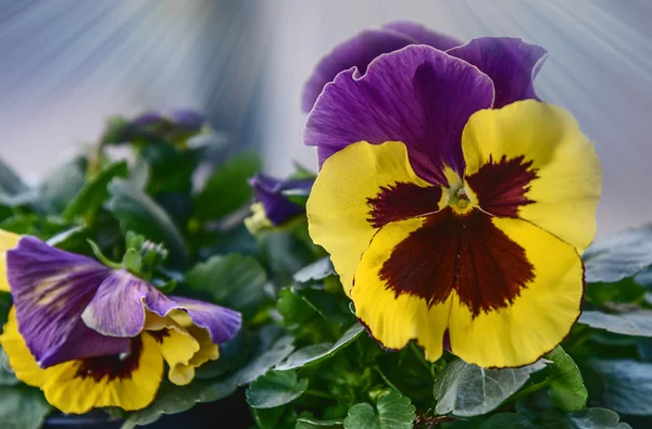 Pianta ibrida fiorita Garden Pansy. Nome piu 'vecchio Viola tricolor. Primo piano — Foto Stock