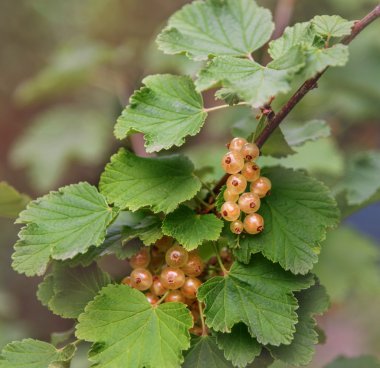 Bahçede olgun beyaz tatlı kuş üzümü dalı. Yakın çekim