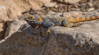 Agama, kertenkele, uzun kuyruklu, böceksi Eski Dünya kertenkeleleri auf rock cinsi. İsrail 'deki çöllerin hayvanları. Seyahat fotoğrafı.
