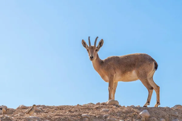 Dorcas Gazelle Zin Valley Negev Woestijn Israël Blauwe Lucht Achtergrond — Stockfoto