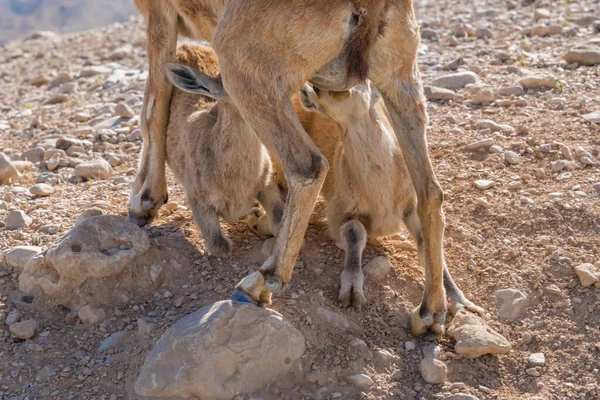 Dorcas Gazelle Nella Valle Zin Nel Deserto Del Negev Israele — Foto Stock