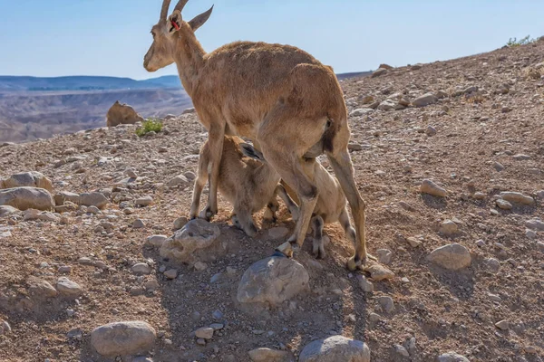 Dorcas Gazelle Zin Valley Negev Woestijn Kalveren Drinken Melk Foto — Stockfoto