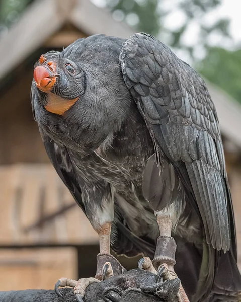 Kalifornischer Kondor Gymnogyps Californianus Ein Geier Der Neuen Welt Vögel — Stockfoto