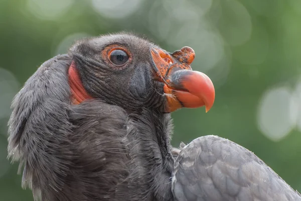 California Condor Gymnogyps Californianus New World Vulture Birds Show Trained — Stock Photo, Image