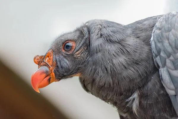 カリフォルニアのコンドル 新世界のハゲタカであるジムノジプス カリフォルニアヌス 閉じろ — ストック写真