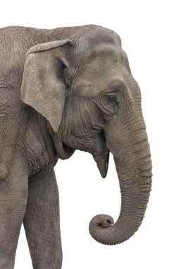 Asya Fili, Elephas Maximus Portresi İzole edilmiş Yakın plan