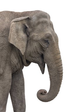 Asiatic Elephant, Elephas maximus Portrait Close up Isolated clipart