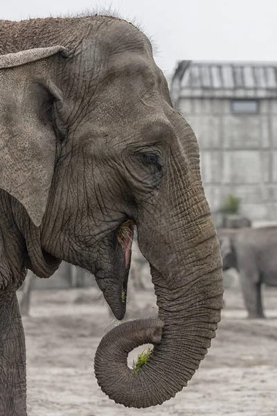 Ázsiai Elefánt Elephas Maximus Portré Közelkép Függőleges Fotó — Stock Fotó
