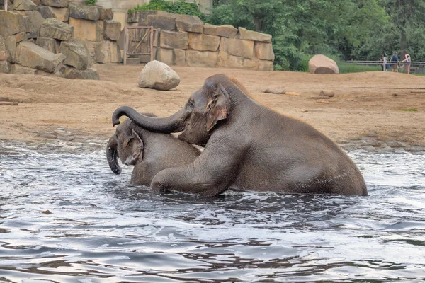 Baby Elefanten Spielen Wasser Elefantenwelt — Stockfoto