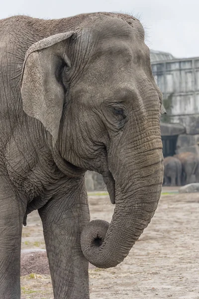 Elefante Asiático Elephas Maximus Retrato Elefantes Mundo Vertical Foto — Fotografia de Stock