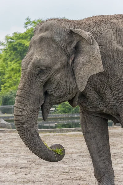 Asiatischer Elefant Elephas Maximus Großaufnahme Elefanten Welt Vertikales Foto — Stockfoto