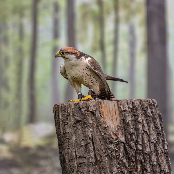 Lanner Falcon Falco Biarmicus Está Fundo Floresta Retrato — Fotografia de Stock