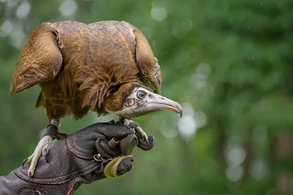 Hooded Vulture Necrosyrtes Monachus Old World Vulture Рожево Білою Головою — стокове фото