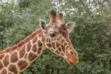 Özürlü zürafa, zürafa camelopardalis reticulata, Somali zürafası. Vahşi hayattaki hayvanlar.