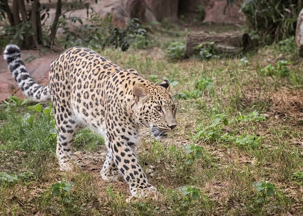 Leopardo Persa Animales Vida Salvaje — Foto de Stock
