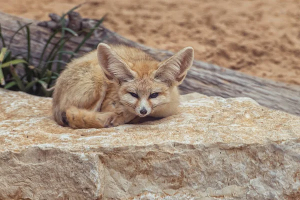 Fennekfuchs Vulpes Zerda Ein Kleiner Kreuzfuchs Der Der Sahara Und — Stockfoto