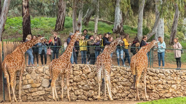 Зоопарке Школьники Общаются Животными Лица Неузнаваемы Сетчатый Жираф Giraffa Camelopardalis — стоковое фото