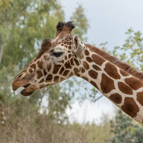 Jirafa Reticulada Giraffa Camelopardalis Reticulata Jirafa Somalí Fondo Las Hojas — Foto de Stock