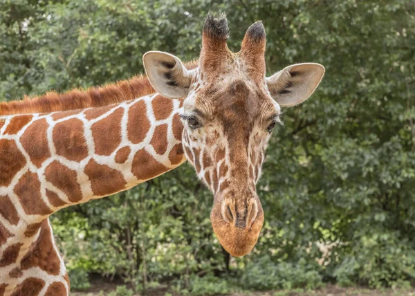 Jirafa Reticulada Giraffa Camelopardalis Reticulata Jirafa Somalí Fondo Las Hojas — Foto de Stock