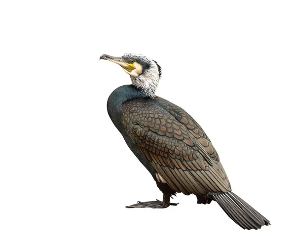 Grand Cormoran Phalacrocorax Carbo Oiseaux Piscivores Isolé — Photo