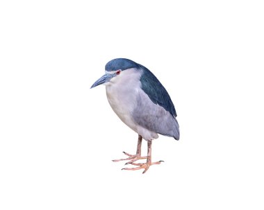 Siyah taçlı gece balıkçıl, Nycticorax nycticorax izole