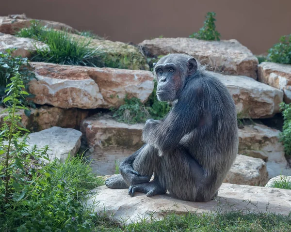 Κεντροαφρικανός Χιμπατζής Ζώα Στην Άγρια Ζωή Πορτρέτο — Φωτογραφία Αρχείου