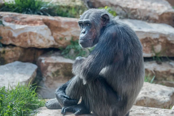 Central African Chimpanzee Pan Troglodytes Troglodytes Animals Wild Life — 스톡 사진