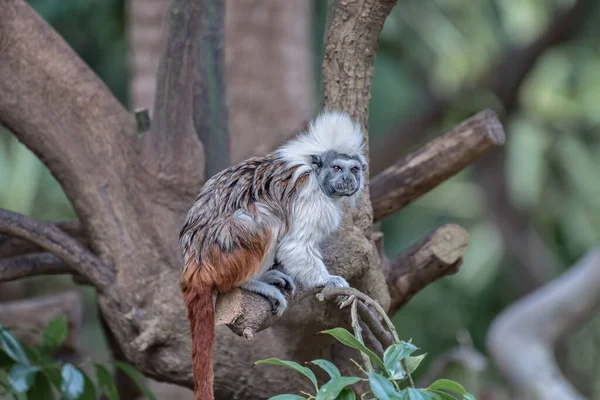 Cotton Top Tamarin Saguinus Oedipus Small New World Monkey Tree — Stock Photo, Image