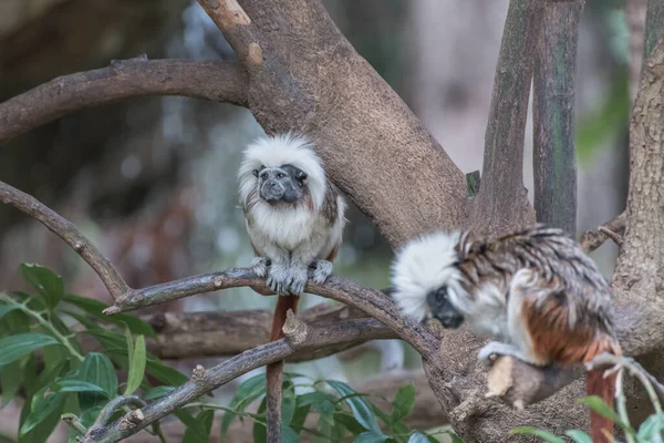 Cotton Top Tamarin Mała Małpka Nowego Świata Jest Drzewie Egzotyczne — Zdjęcie stockowe