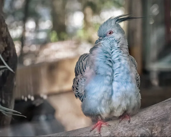 クレスト ピジョン オシファプスは写真を撮り トプノット 青い羽を持つ美しい鳥 — ストック写真