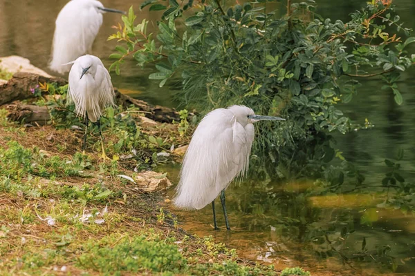 Маленькая Цапля Egretta Garzetta Вид Небольшой Цапли Озере Пейзаж Птицы — стоковое фото