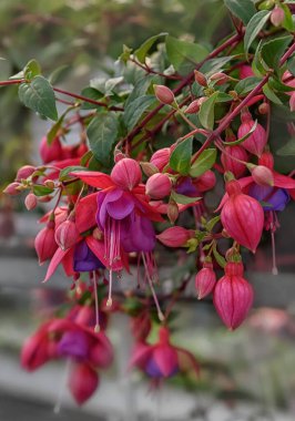 Fuchsia veranda, bahçe, balkon için iniyor, eve dikey fotoğraf park ediyor.