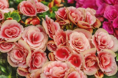 Begonia Elatior Berseba. Veranda, bahçe, balkon, park, ev için pembe çiçekler.