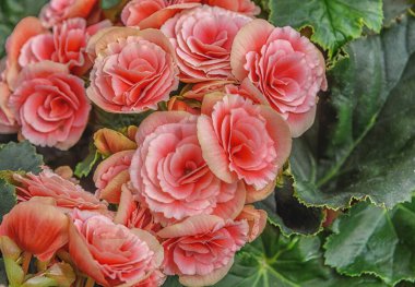 Begonia Elatior Berseba. Bahçe, bahçe, balon, park, ev için pembe çiçekler. Üst Görünümü Kapat