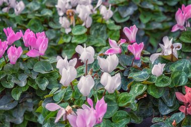 Balkon, bahçe, park, oda için siklamen pembesi ve beyaz çiçekler. İyileştirme tesisi