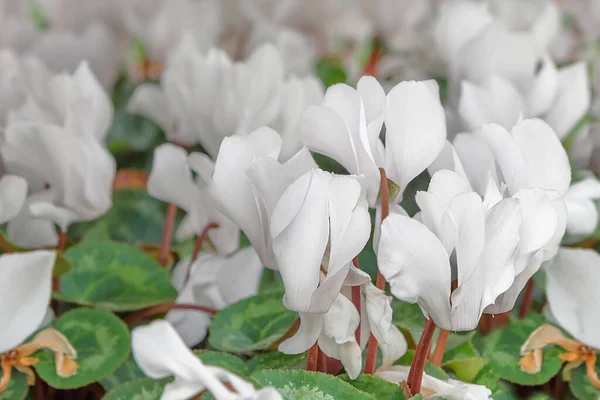 Cyclamen Flores Blancas Para Balcón Jardín Parque Habitación Planta Curativa — Foto de Stock