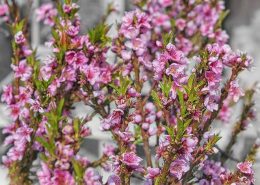 Şeftali, yaprak döken bir ağaç Bonanza. Pembe çiçekli şeftali tohumları. Bahar geldi. Bahçede mevsim çalışması