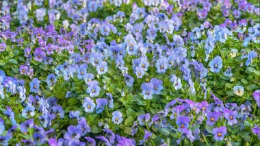 Viola cornuta, boynuzlu ibne, boynuzlu menekşe. Mavi leylak çiçekleri tarlası. Çiçek arkaplanı. Balkon, park, bahçe için çiçekler. Kapat.