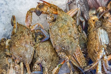 İsrailli, buzul arka planda satılık yengeç yakaladı