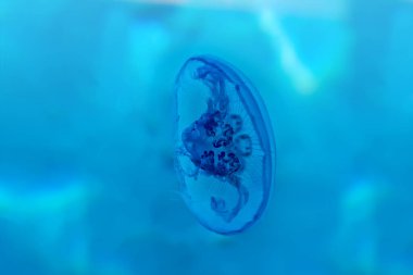 Denizin mavi sularında denizanası. Kızıl Deniz bitkisi ve fauna. Kızıl Deniz 'in Muhteşem Dünyası. Deniz manzarası Seyahat fotoğrafı