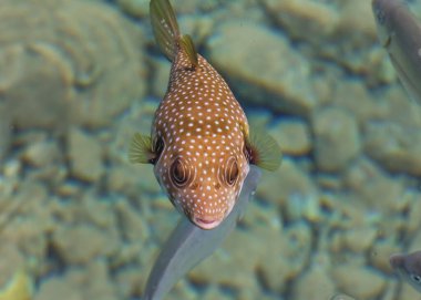 Denizde beyaz lekeli kirpi. Kızıl Deniz 'in harika dünyası. Deniz Manzarası Seyahat fotoğrafı Üst Görünüm Yakın