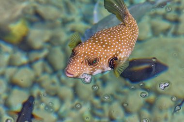 Denizde beyaz lekeli kirpi. Kızıl Deniz 'in harika dünyası. Deniz Manzarası Üst Görünümü